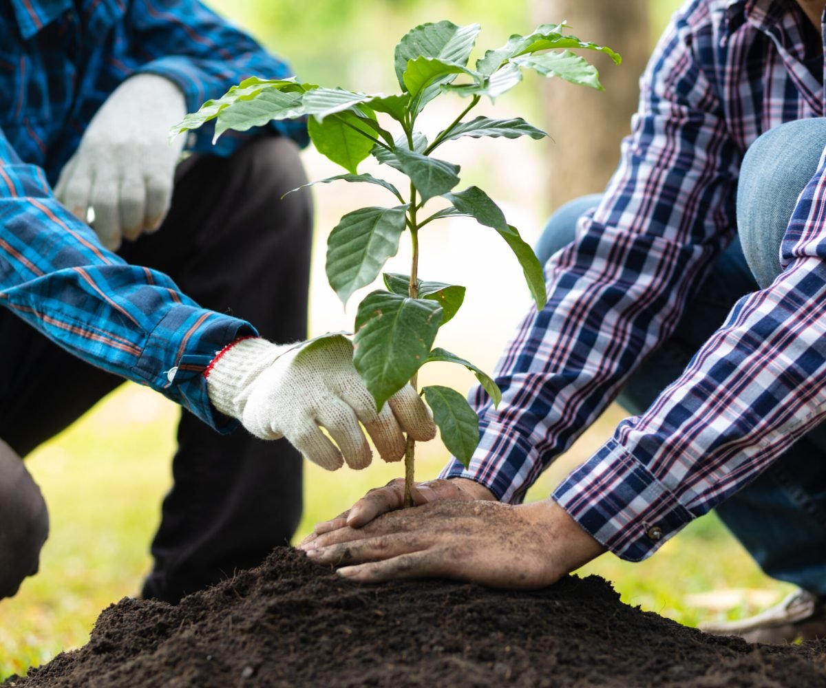 Farmers plant seedlings into fertile soil, nature care cooperation.