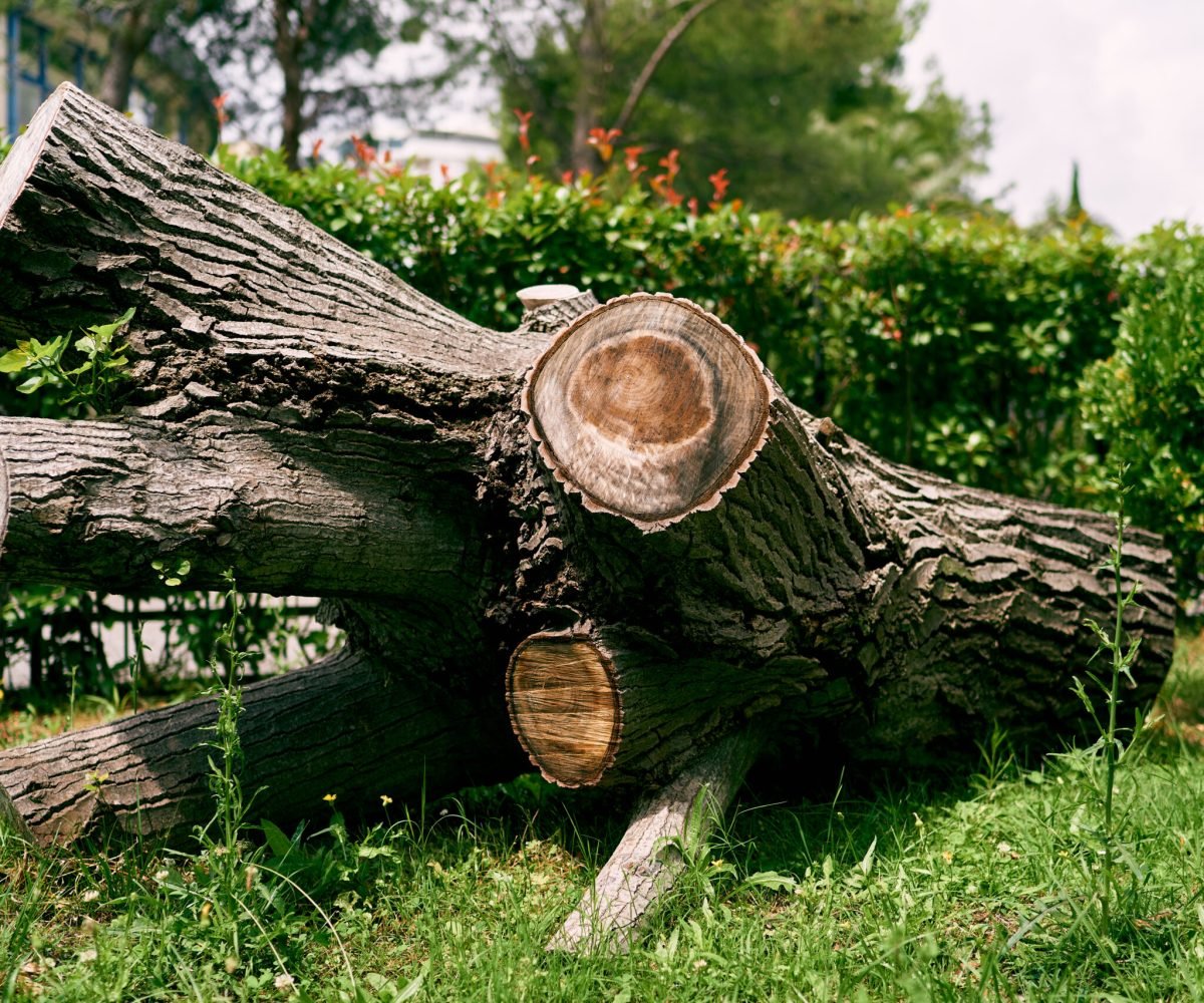 Huge trunk of a cut branchy tree lies on the green grass among the bushes. High quality photo