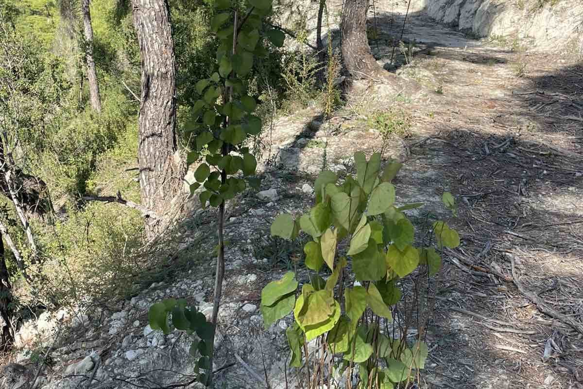 εικόνα_Viber_2026-01-29_10-49-07-107