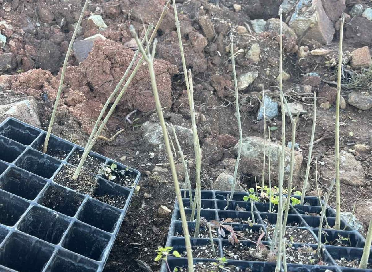 εικόνα_Viber_2026-01-29_10-54-00-981